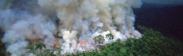 #SavetheAmazon? – A Case Study of Misinformation across Social Media Reactions to the Amazon Rainforest Fires. #SavetheAmazon? – A Case Study of Misinformation across Social Media Reactions to the Amazon Rainforest Fires.