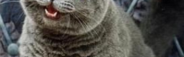 Has internet worsened our grammar? Has internet worsened our grammar?
